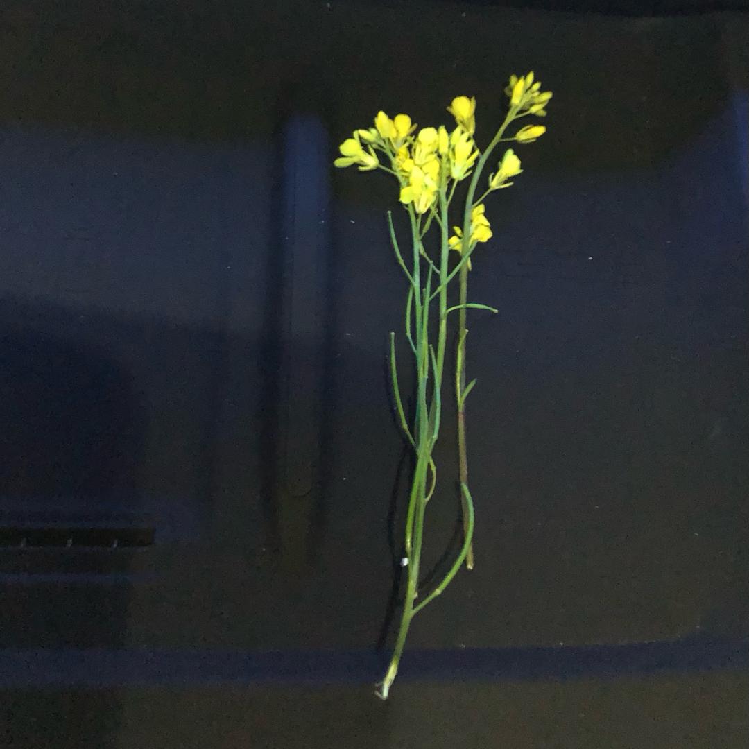 XHX