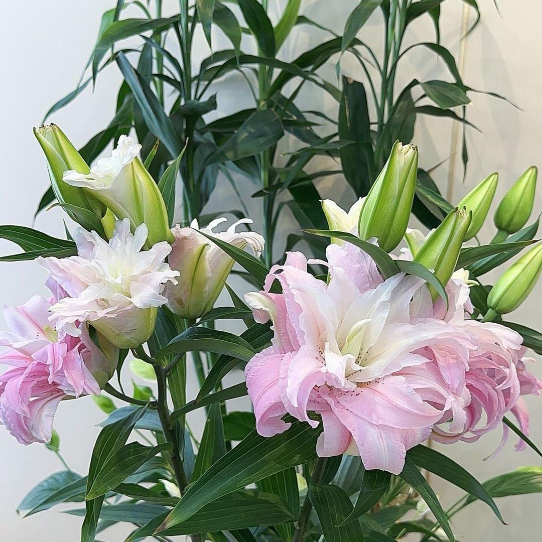 春春