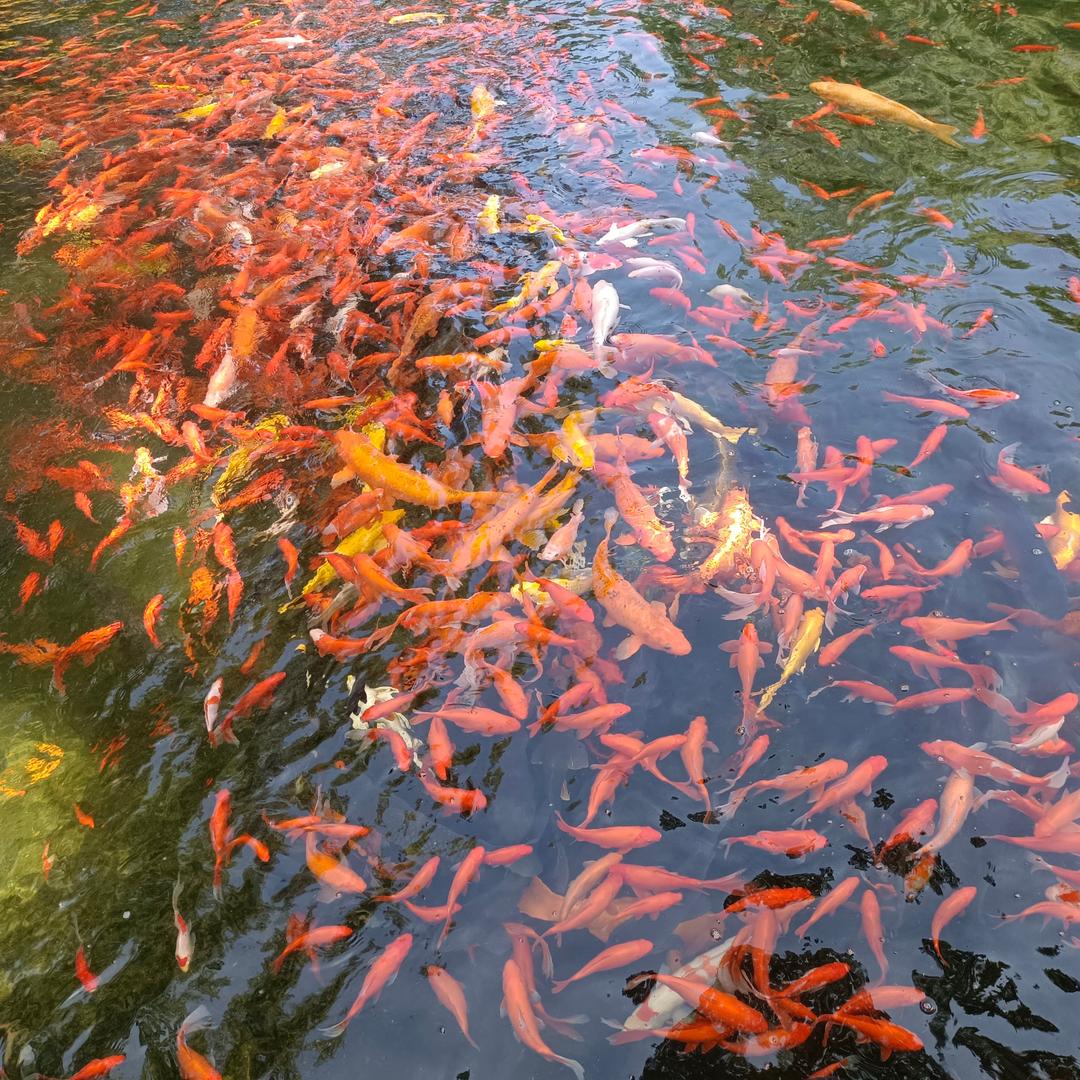 久佳家政月嫂贾姐