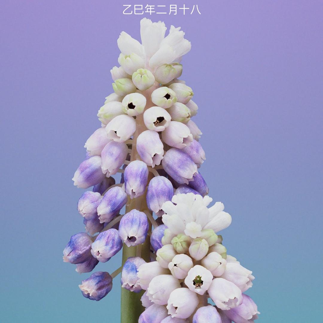 小花花