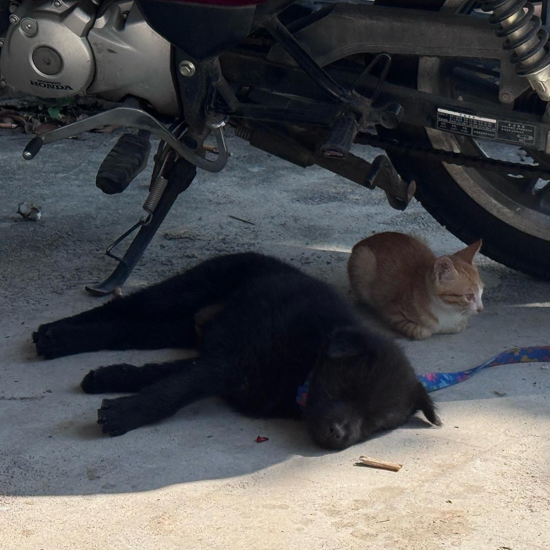 🐱🐶幸福日记