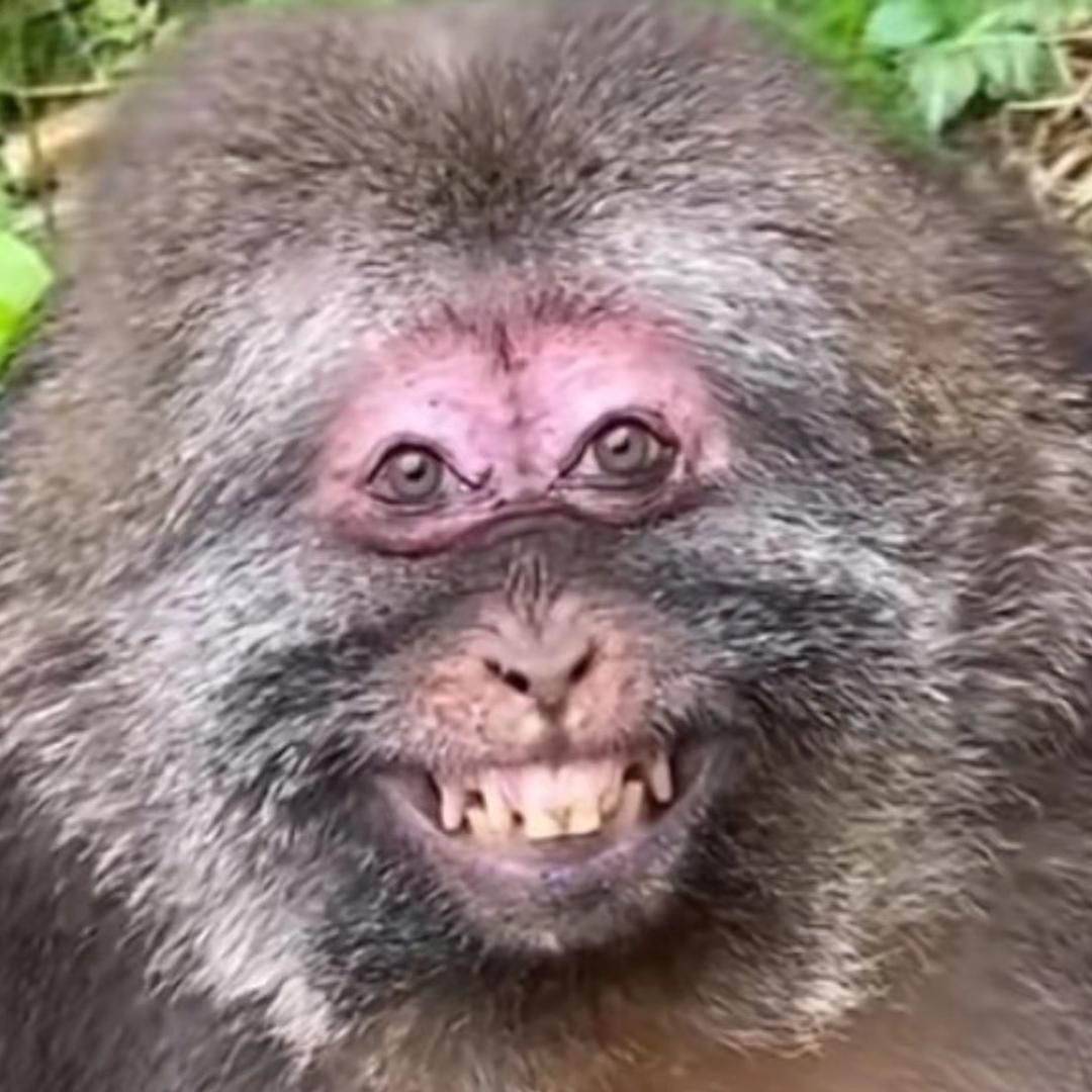 猴子住在花果山