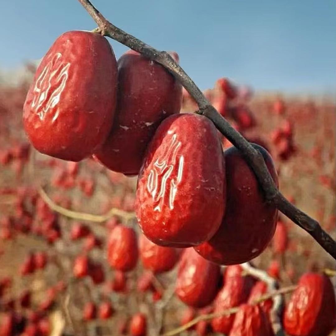 阿克苏市香果聚干果批发部新疆特产