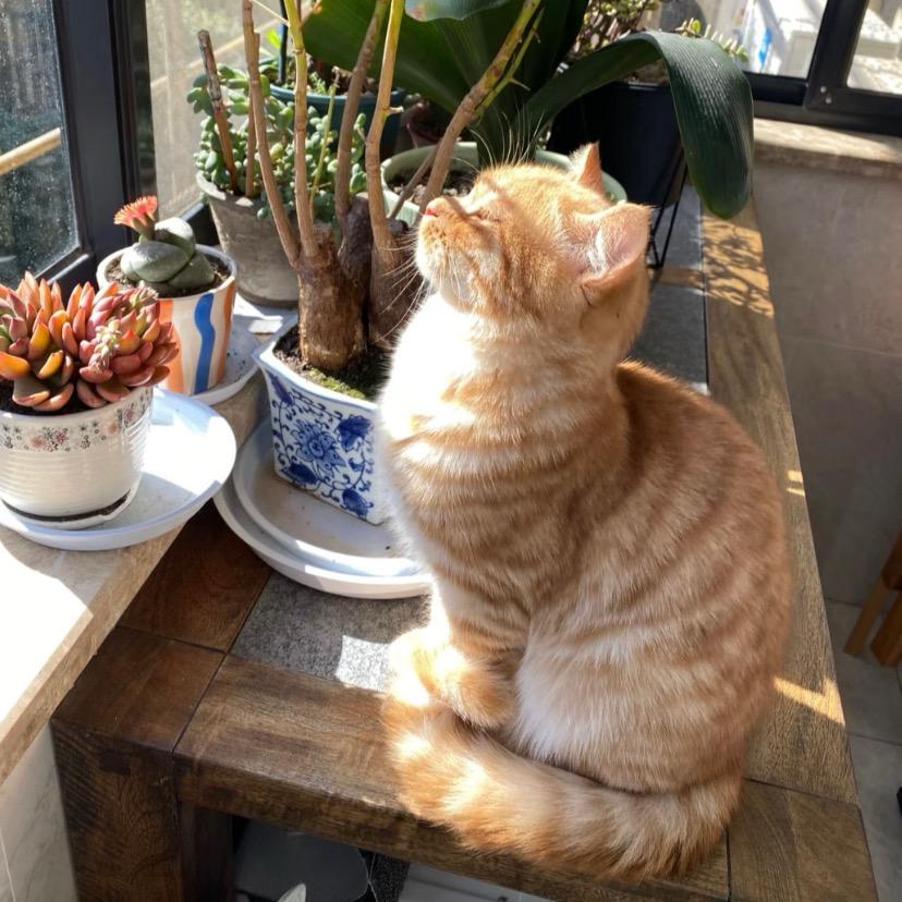 是柿子🦁️