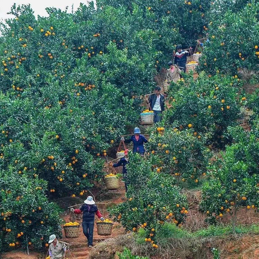 汇鲜果农