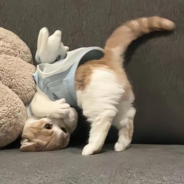 多次婉拒脑袋💤