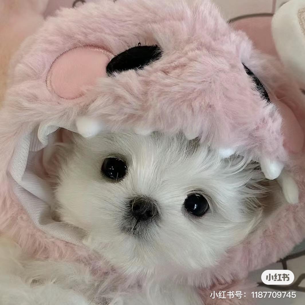 无情🐰