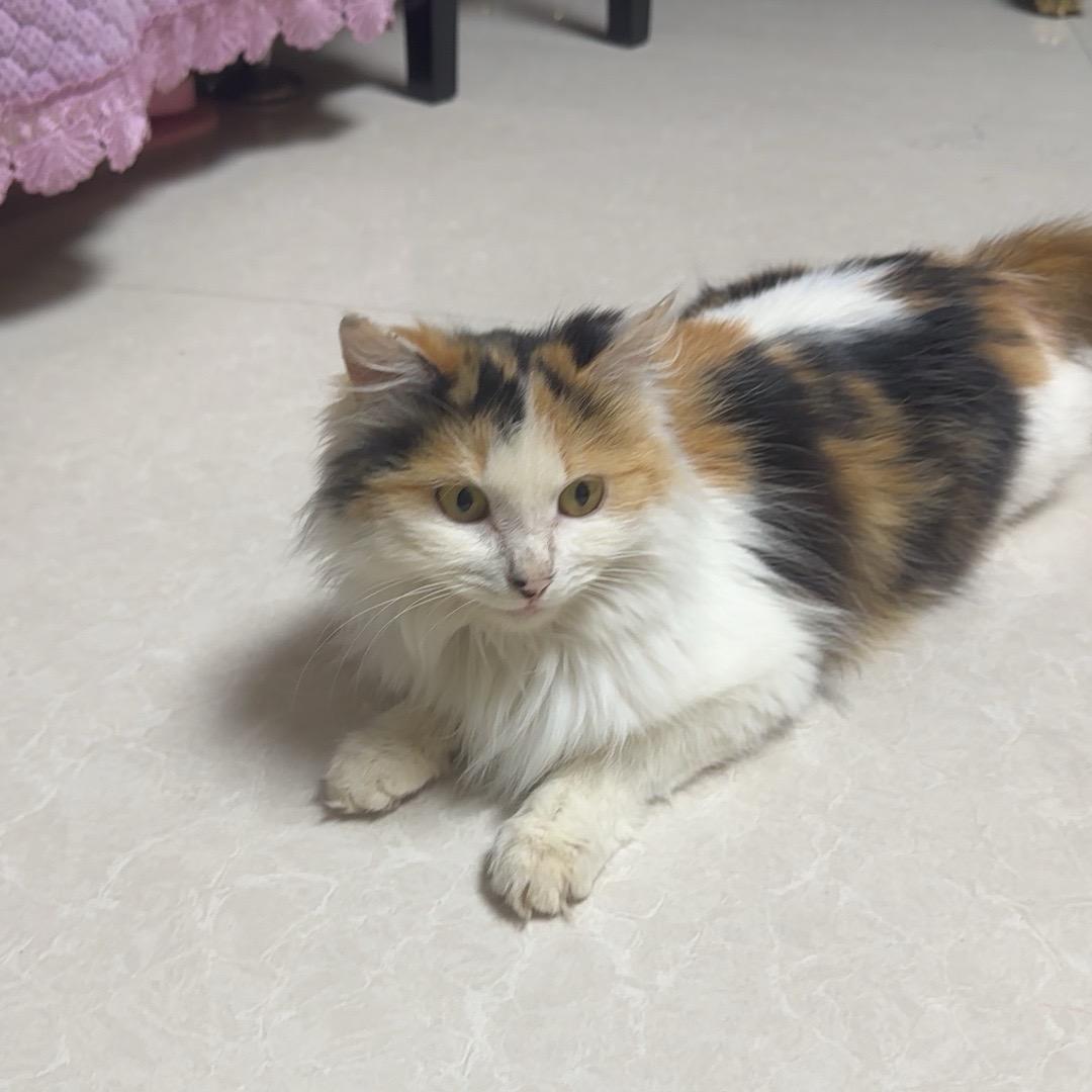 大马