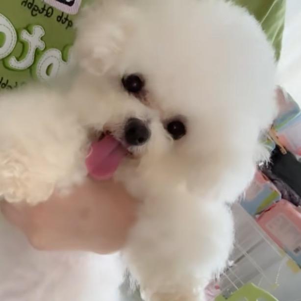 🌈爽姐的韩系比熊🌈