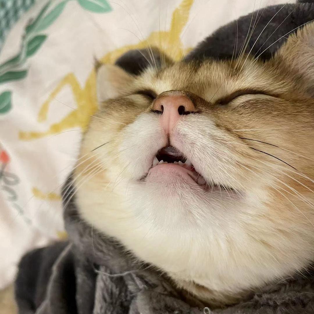 এ゛故事的小黄花