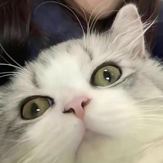 青柑普洱