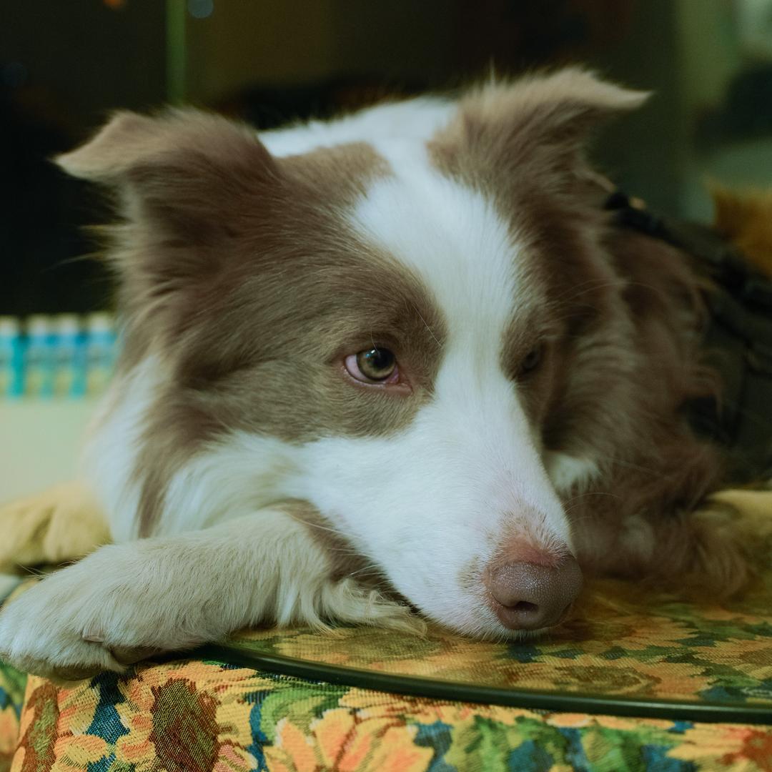 “No苟”（丁香边牧）