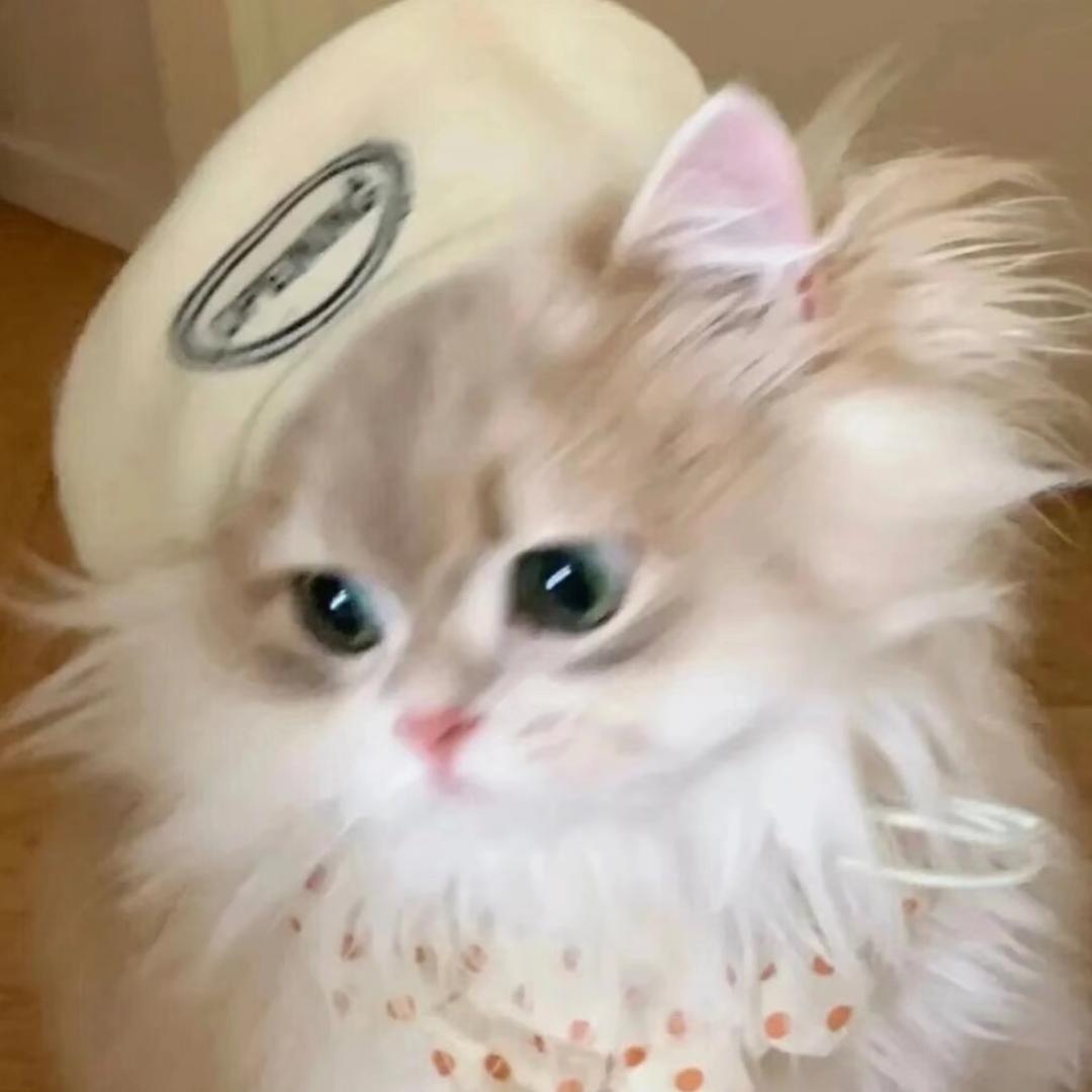 特种猫