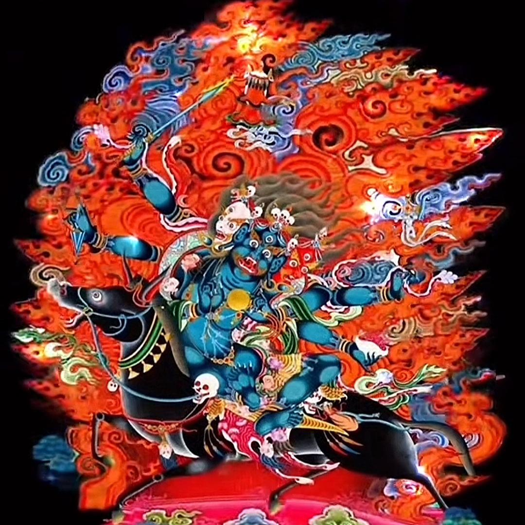 山鸡📯