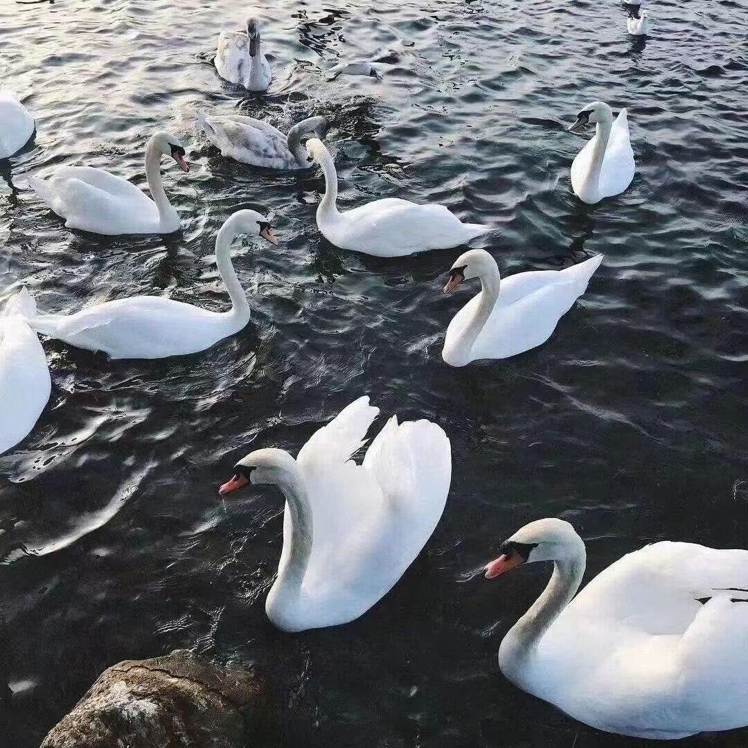 上行