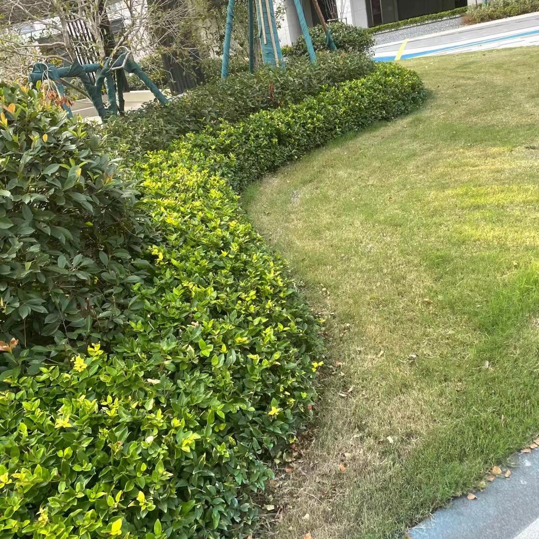 雄安园林绿化