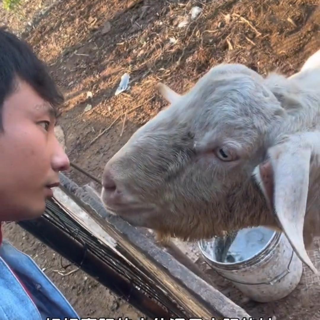 只吃草的羊