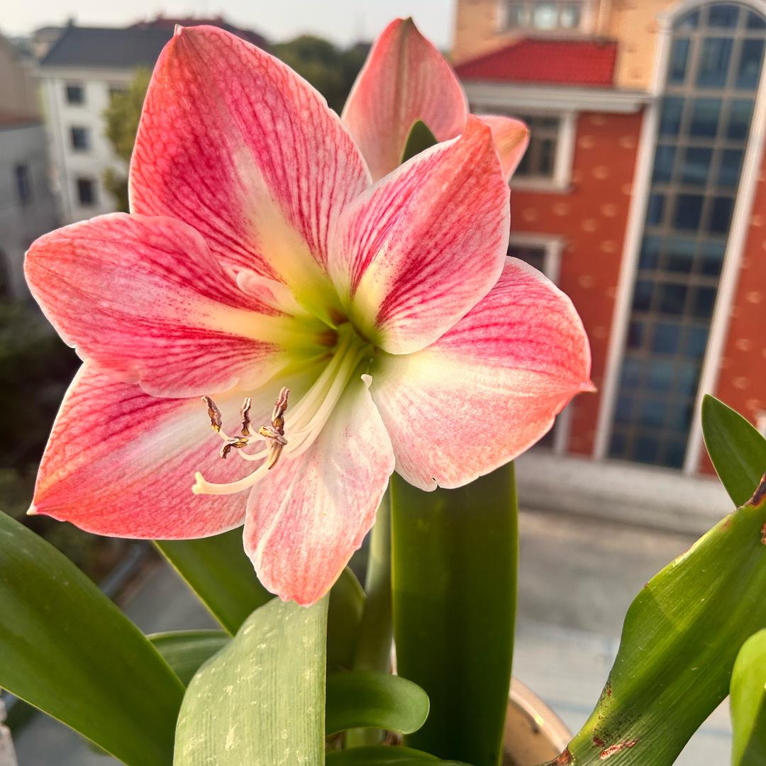 ❤️绿岛盆景园灬（吴姐）🌸🌸🌴