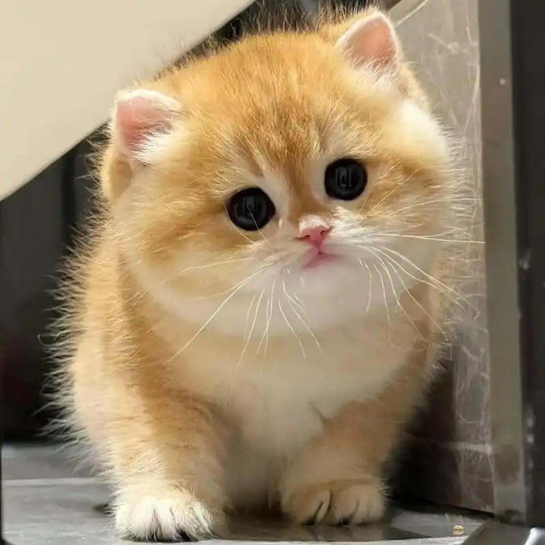 辽宁朝阳多金猫舍