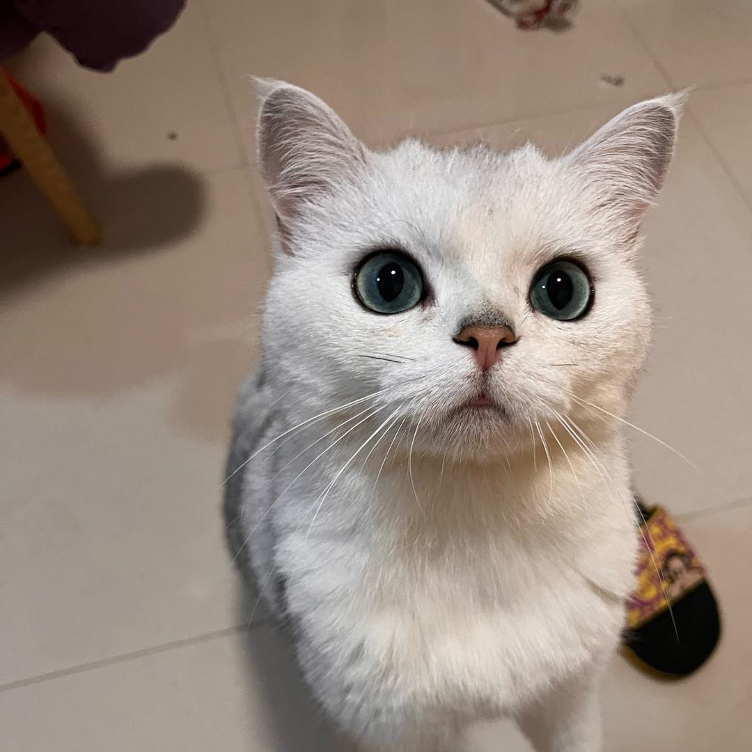 可可爱爱没有烦恼