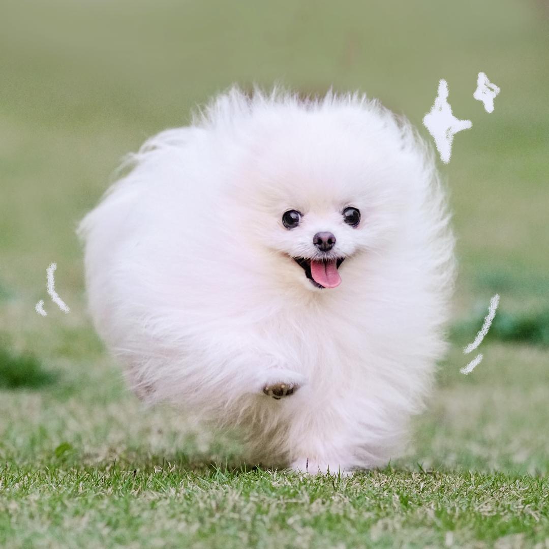 JoJo去哪儿