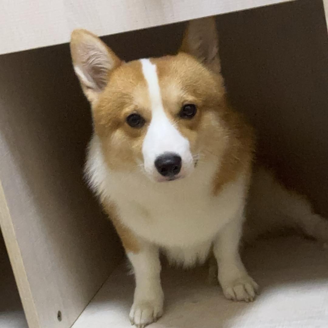 平芜尽处是春山