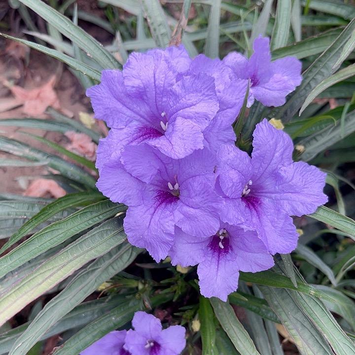 五福🌺佳品