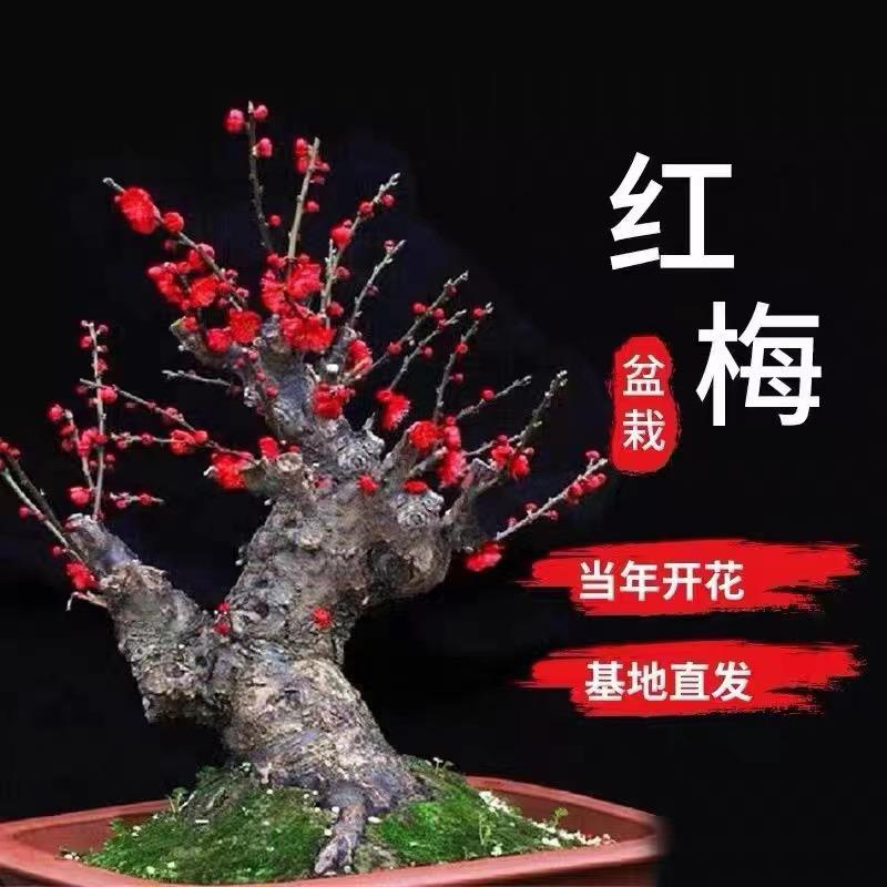 城弟梅花盆景园