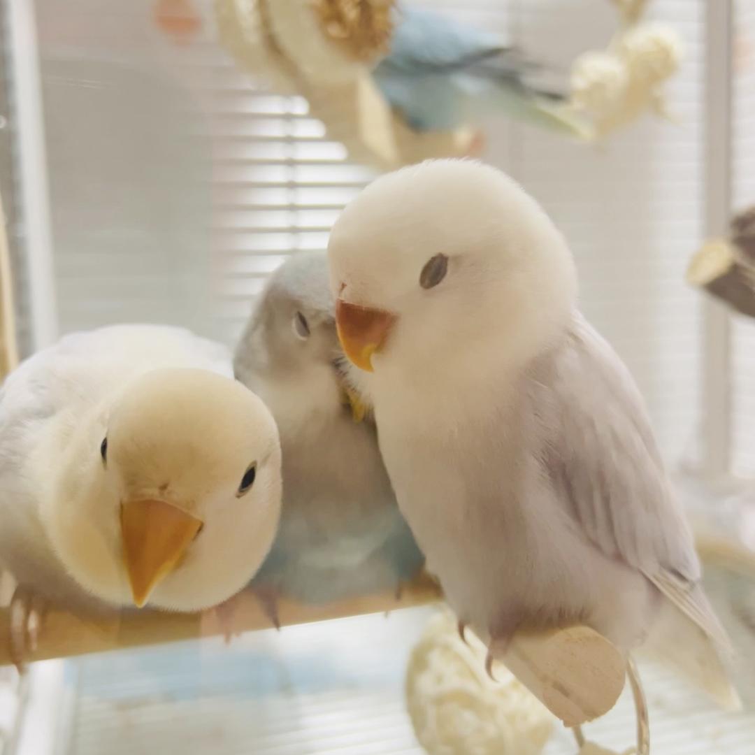GeGe_Parrot 咯咯鹦鹉鸟舍