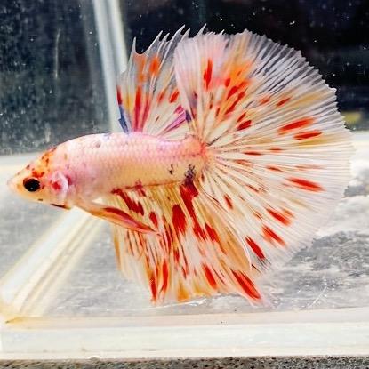 开迩水族馆