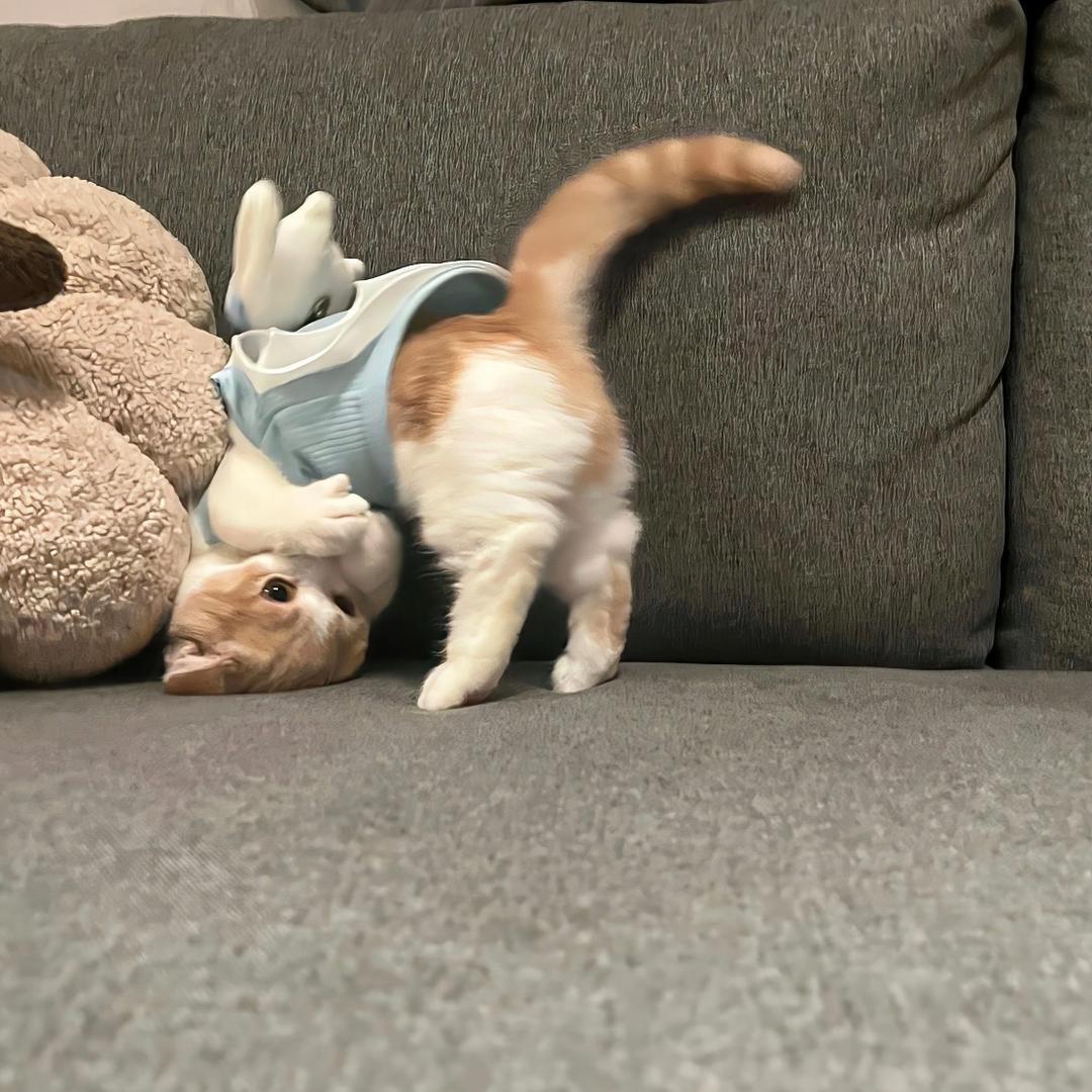小小怪