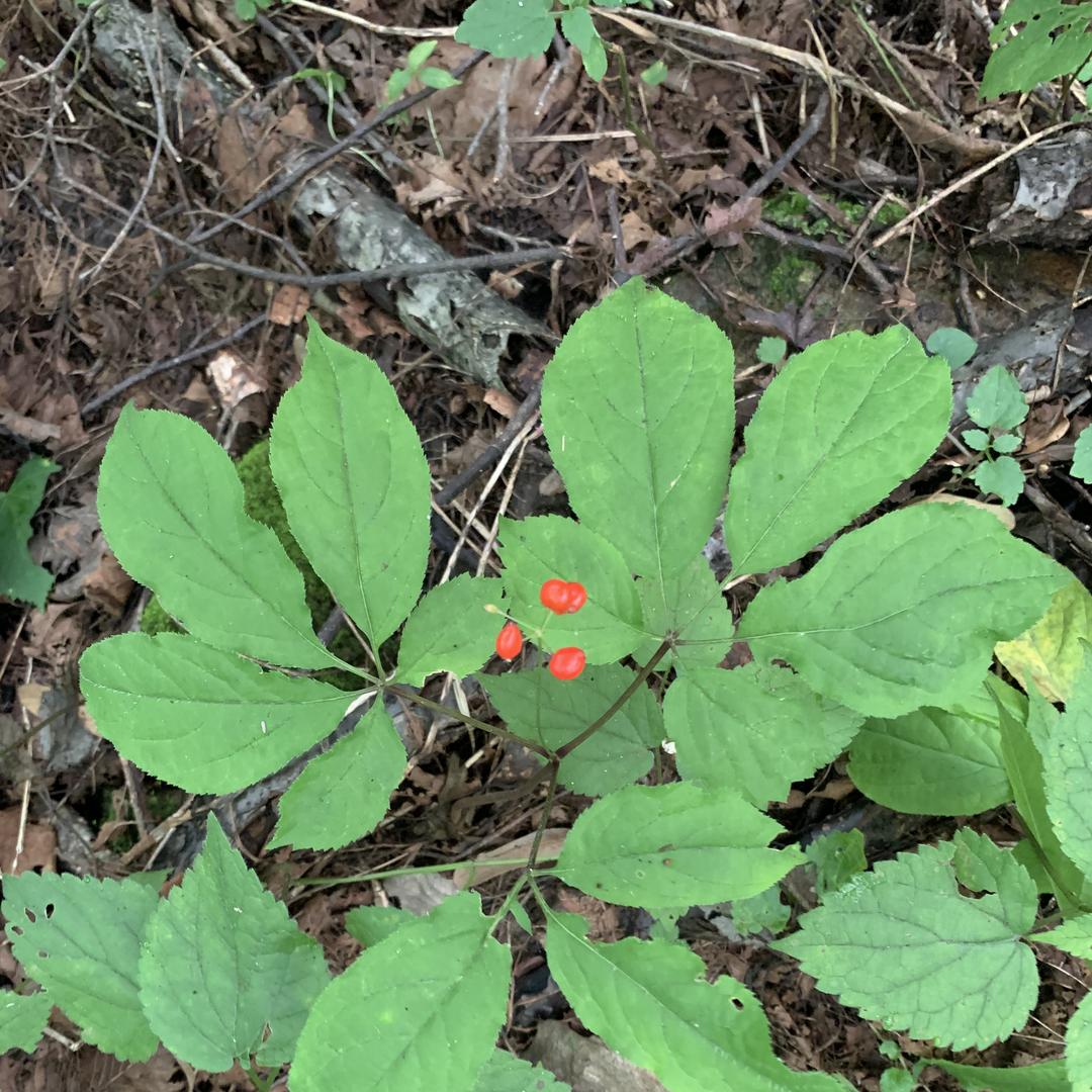 通化广顺盈参业