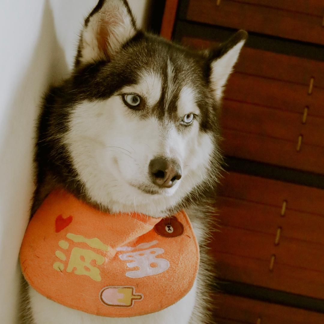 二哈菠萝包
