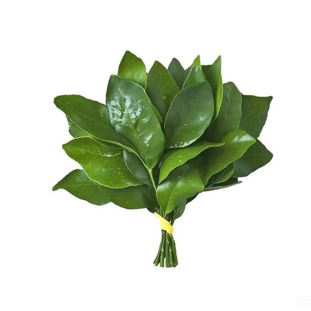 🌾(u‿ฺu✿)卡夫卡的熊头像