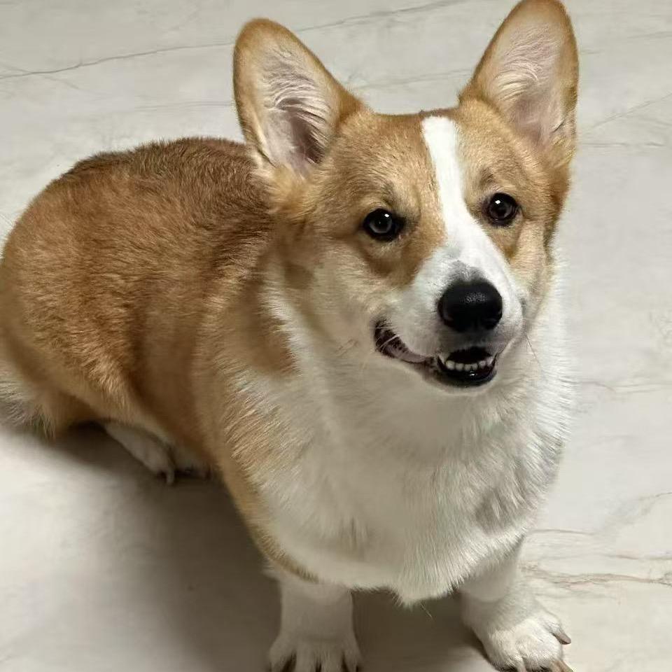 秀粉佳人