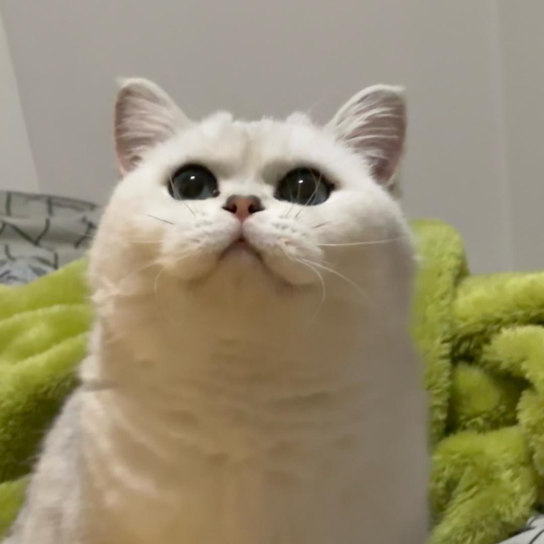 猫咪们的兔妈咪