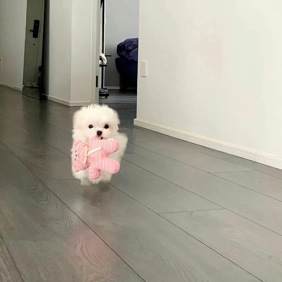 鱼鱼大王