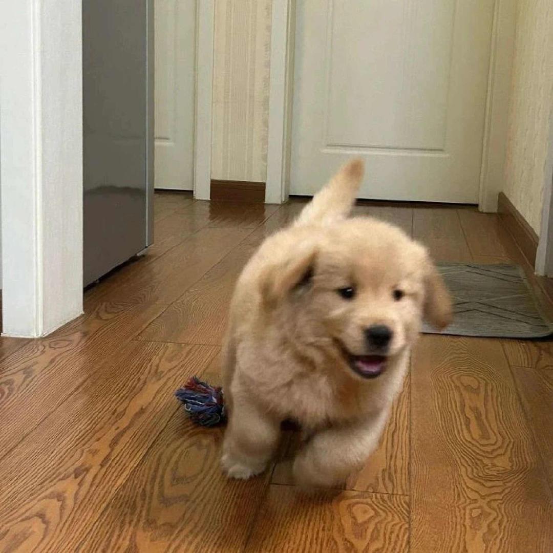易安