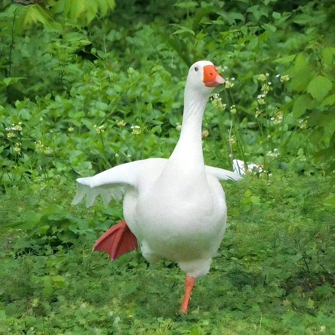 Kiara沛沛