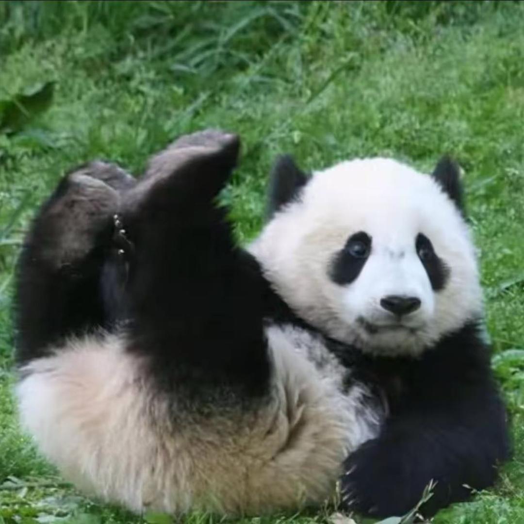 色狼