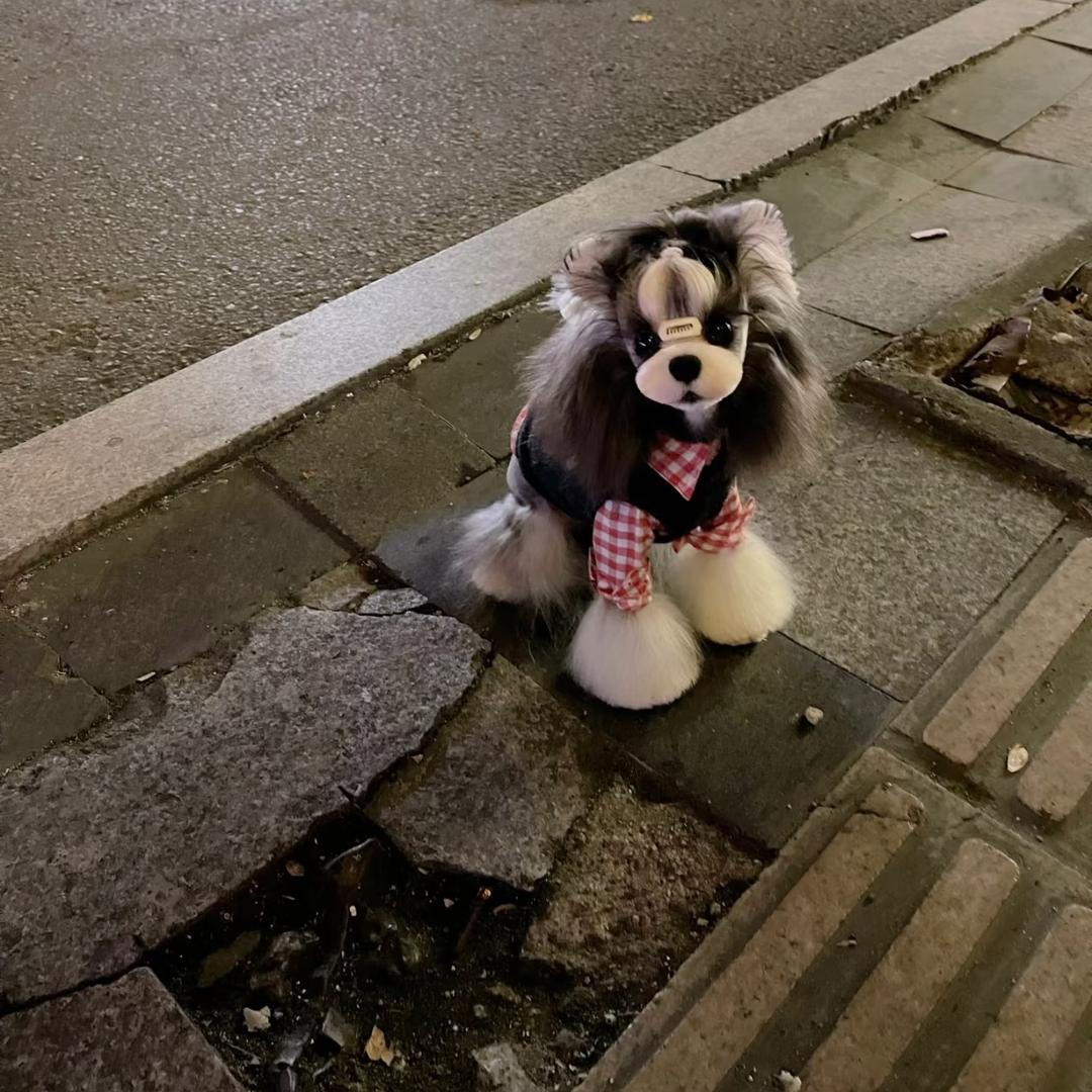 政哥和他的雪纳瑞（直播号）