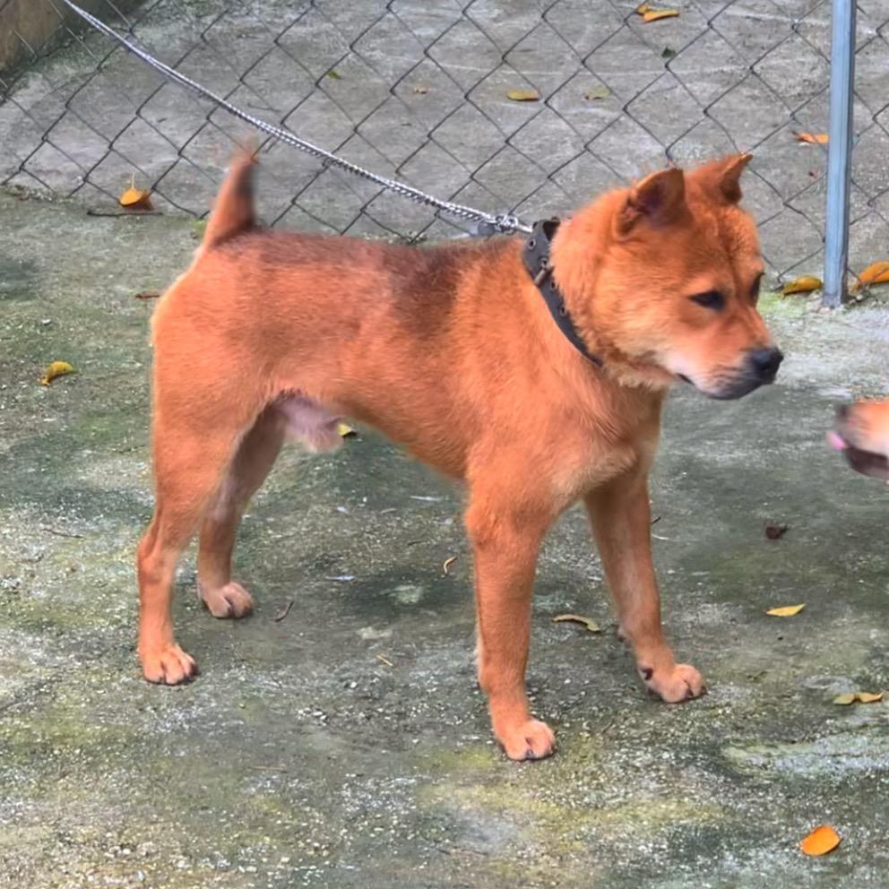 【麒麟犬基地】