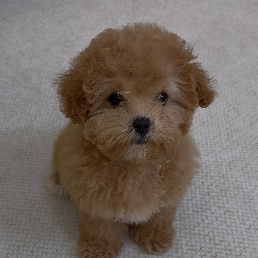 一只奥利奥(养狗经验分享)