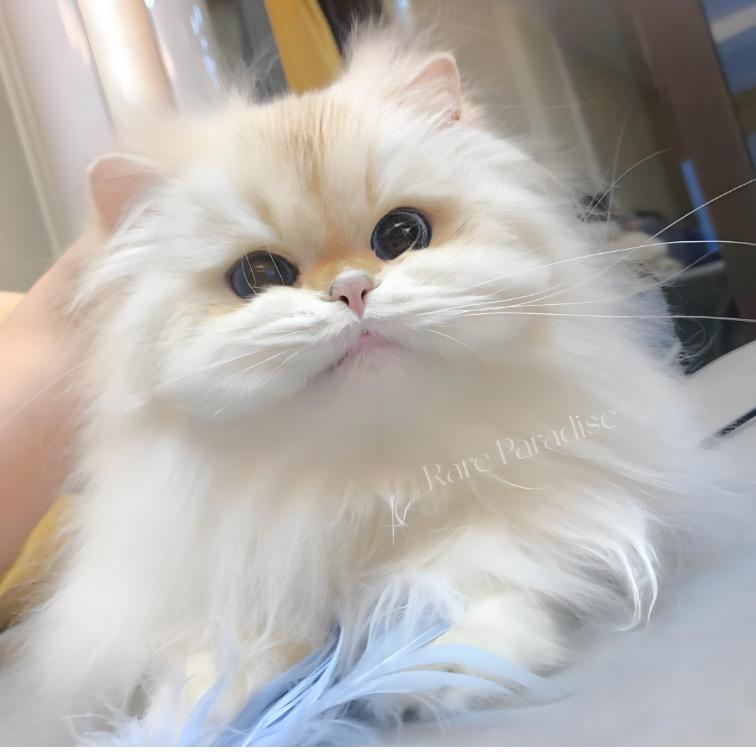 赚赚不爱转转🐱