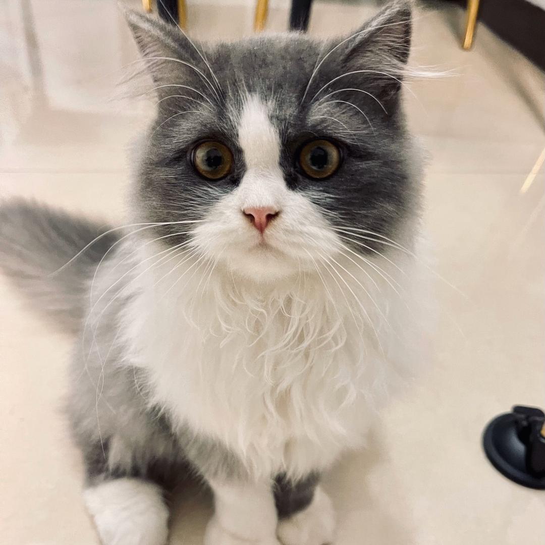 小企鹅^_^