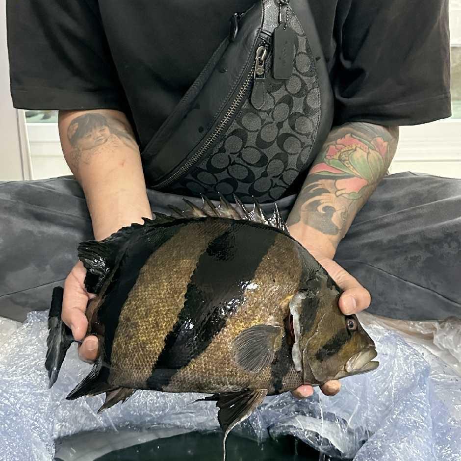 温州堂口观赏鱼商行