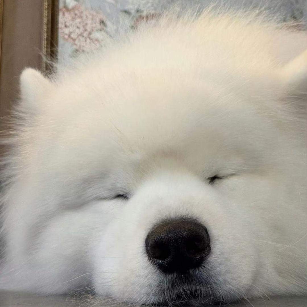 ʚ冻梨大人ɞ
