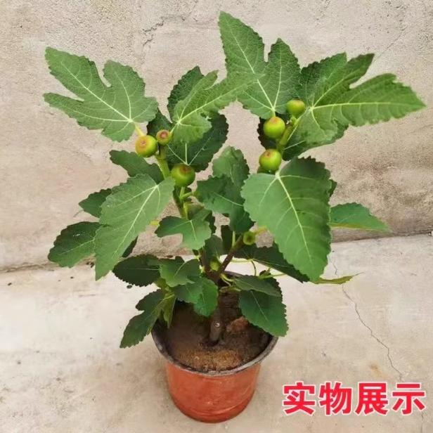 磊盛果树苗木专营店