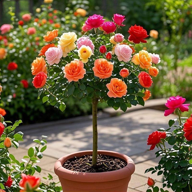 花卉种植源头