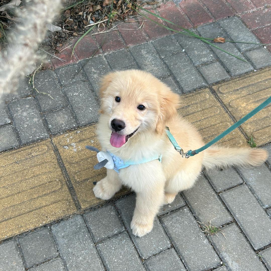 来福的铲屎官